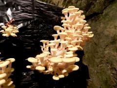 149 MUSEE DU CHAMPIGNON A  SAUMUR 2016 2_000016